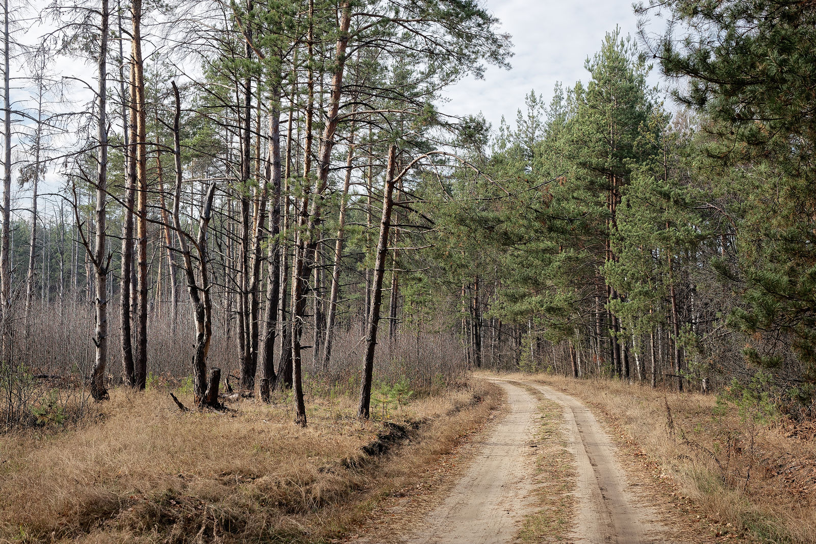 Документирование текущего состояния Национального парка "Мещера". Октябрь 2014 года