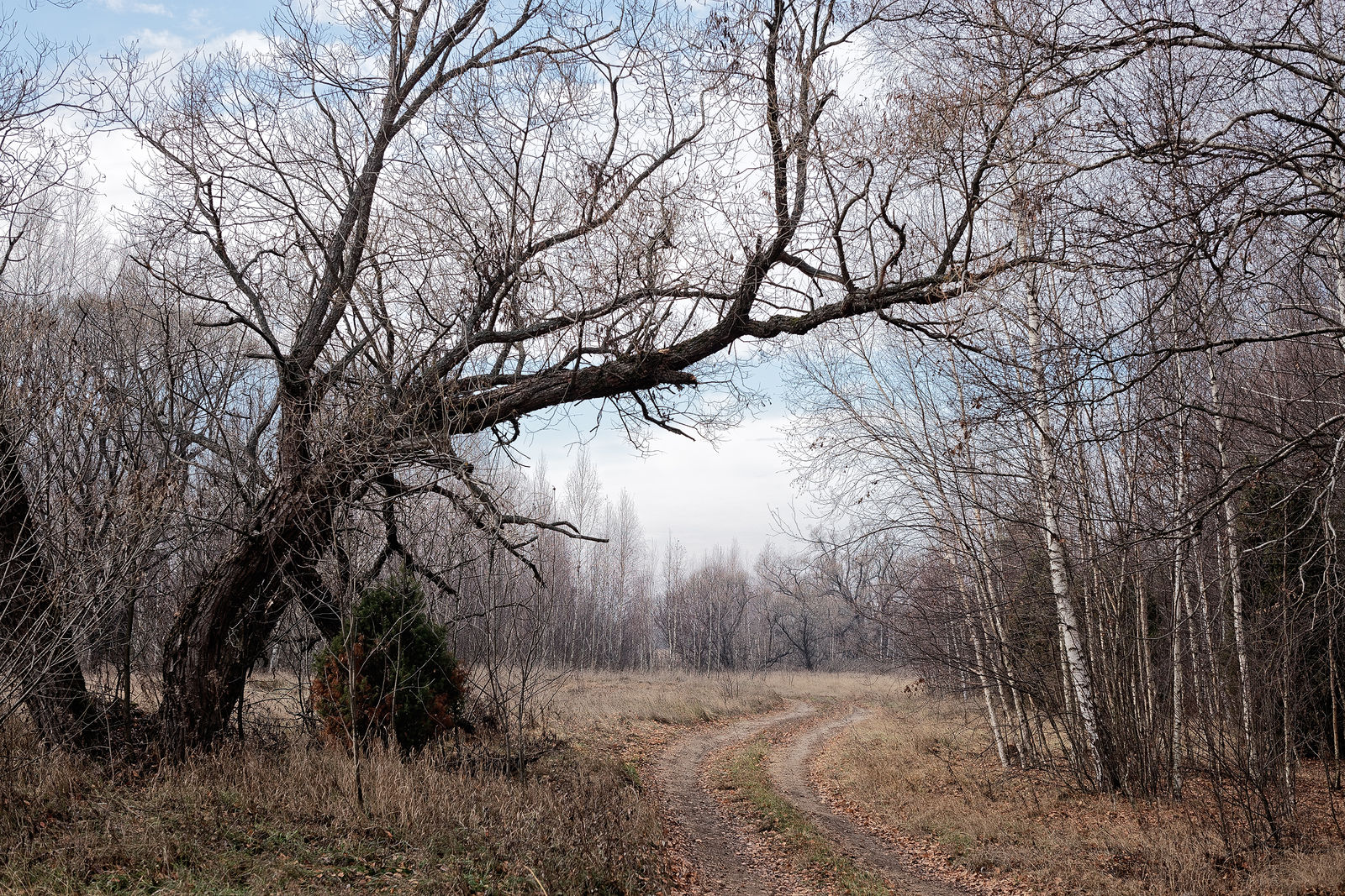Документирование текущего состояния Национального парка "Мещера". Октябрь 2014 года