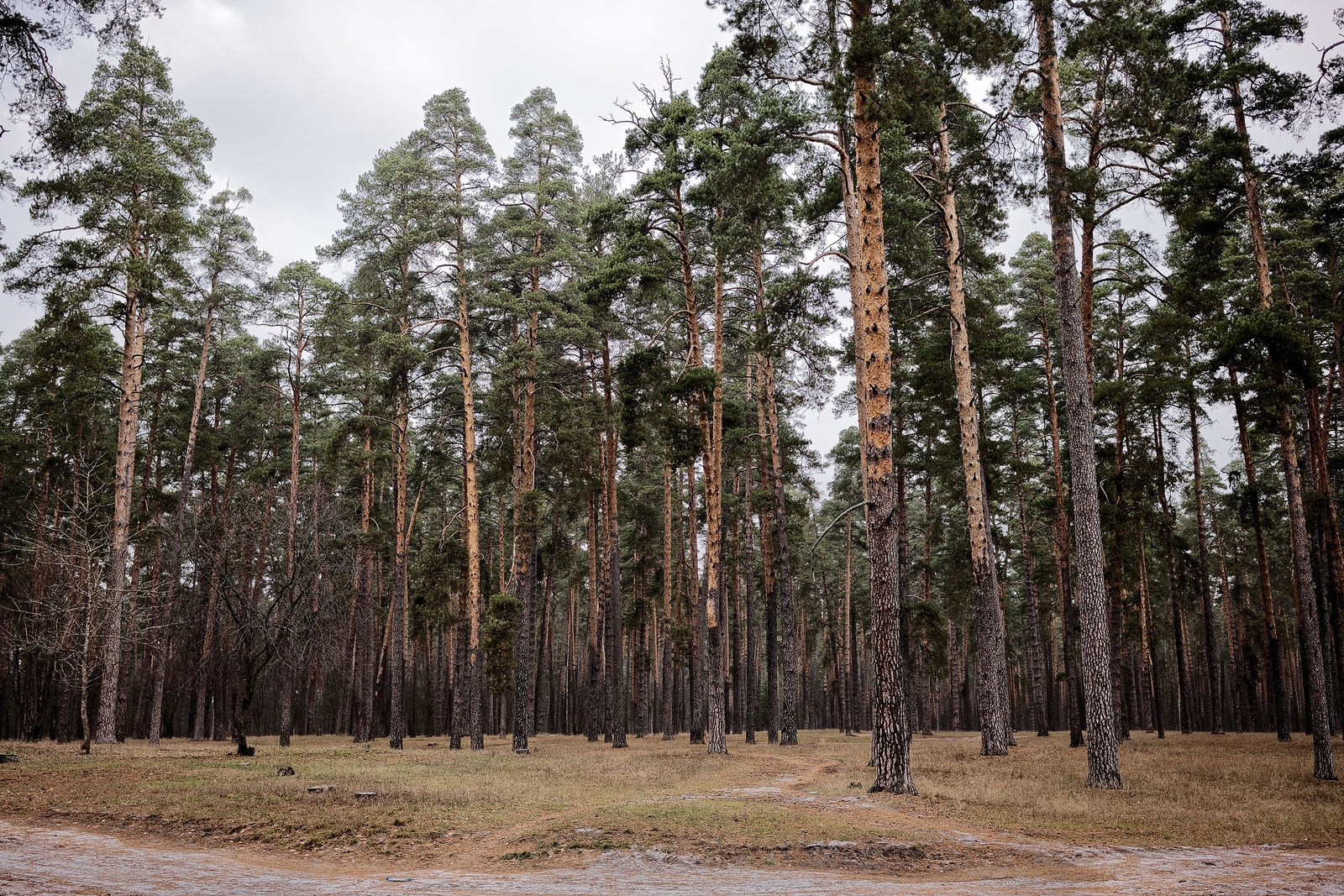 Документирование текущего состояния Национального парка "Мещера". Октябрь 2014 года