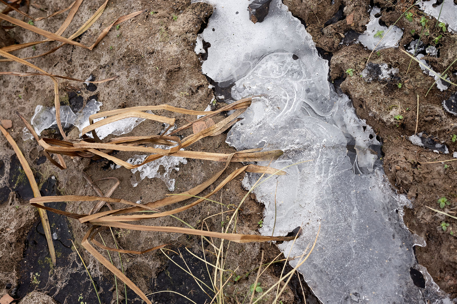 Документирование текущего состояния Национального парка "Мещера". Октябрь 2014 года