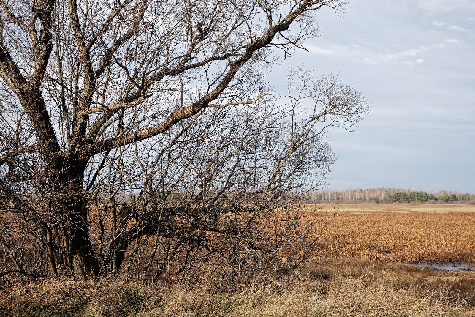 Документирование текущего состояния Национального парка "Мещера". Октябрь 2014 года