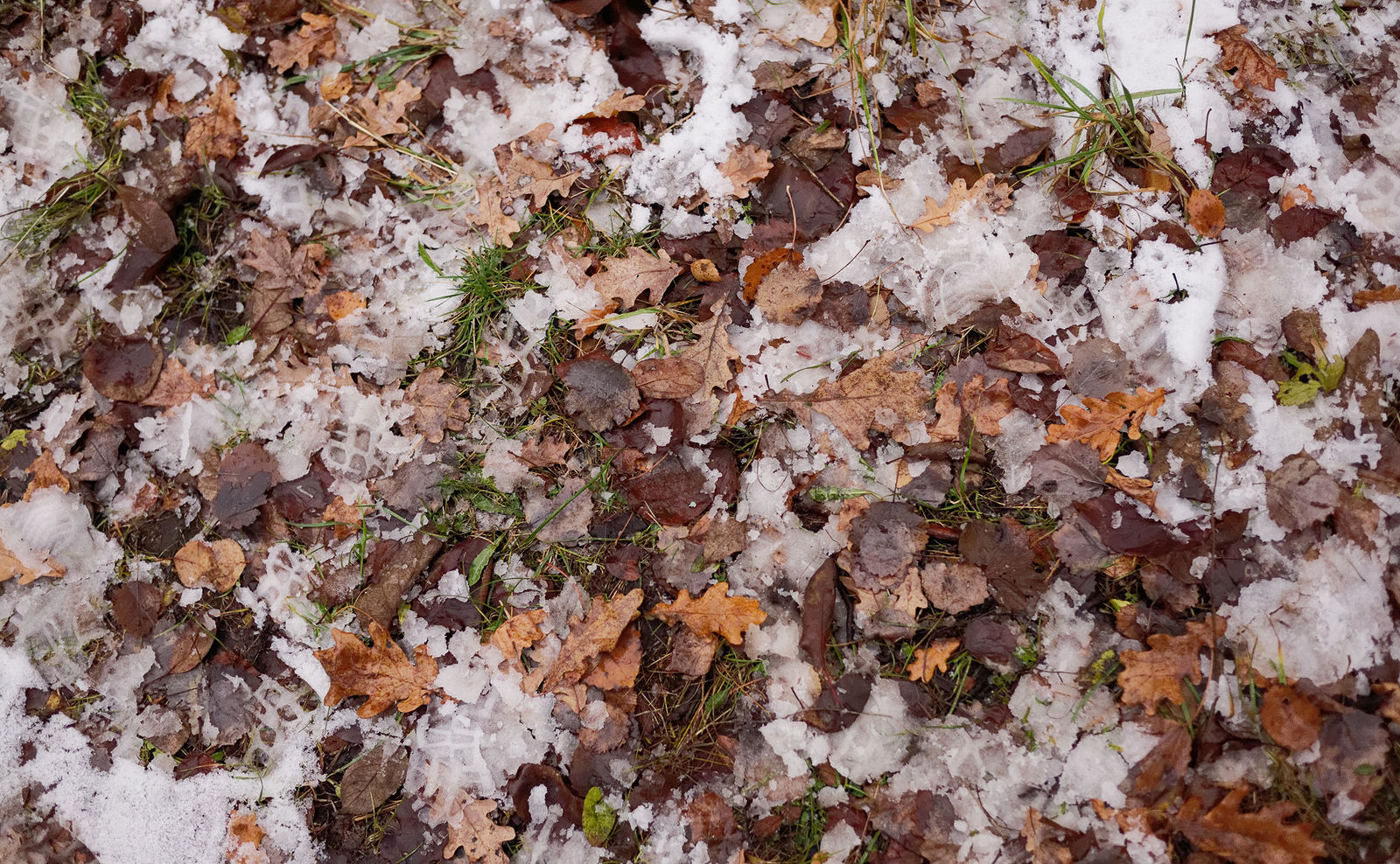 Последний снимок из серии "Парадиз: Чужие миры"